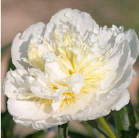 Peony 'Buttercup', a large white peony flower with ruffled petals and soft yellow centers.