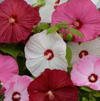 Luna Hardy Hibiscus - Assorted, close-up image of vibrant hibiscus flowers in shades of red, white, and pink with green leaves.