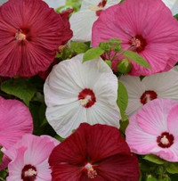 Luna Hardy Hibiscus - Assorted
