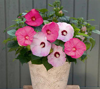 Luna Hardy Hibiscus - Assorted