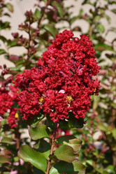 Siren Red Crape Myrtle