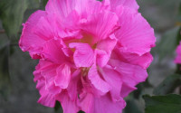Classic Double Confederate Rose Hardy Hibiscus