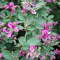 Bush Clover - Little Volcano made by here at Twin Oaks Nursery & Supply