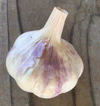 Garlic Bulb