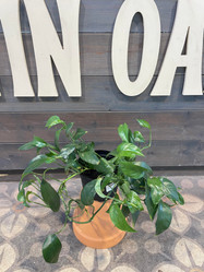 Pothos Baltic Blue made by here at Twin Oaks Nursery & Supply