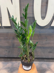 ZZ Zamicro Houseplant made by here at Twin Oaks Nursery & Supply