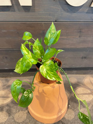 Pothos Cebu Blue Variegated