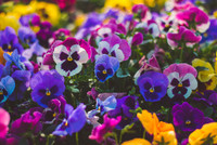 Pansy Full Flat - 18 ct made by here at Twin Oaks Nursery & Supply
