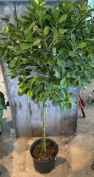 Ficus Moclame