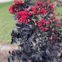 Thunderstruck Ruby Crape Myrtle made by here at Twin Oaks Nursery & Supply