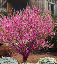 Don Egolf Redbud