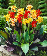 Canna made by here at Twin Oaks Nursery & Supply