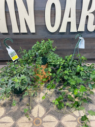 Ivy - Assorted Houseplants