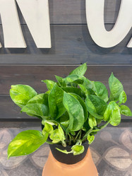 Pothos Global Green