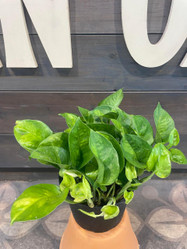 Pothos Global Green, lush green houseplant with vibrant variegated leaves in a black pot placed on a terracotta-colored stand.