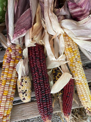Ear Indian Corn made by here at Twin Oaks Nursery & Supply