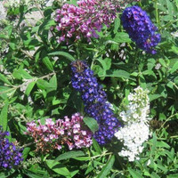 Fourth of July Butterfly Bush, vibrant purple, pink, white, and blue flowers blooming on green foliage.