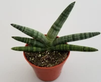 Sansevieria Starfish / Suffruiticosa / Gojo