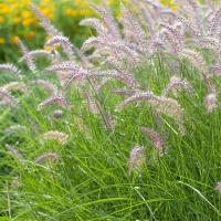 Karley Rose Fountain Grass made by here at Twin Oaks Nursery & Supply
