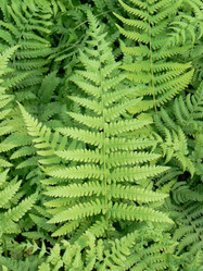 Southern Wood Fern, lush green fern plant with detailed fronds and finely divided leaflets.