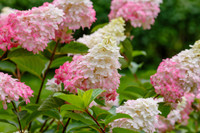 Vanilla Strawberry Hydrangea made by here at Twin Oaks Nursery & Supply