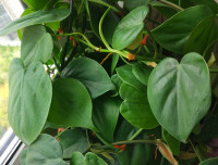 Philodendron Heartleaf