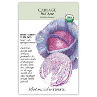 Cabbage Seeds