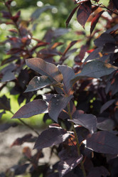 Sucker Punch Chokecherry Multi-Trunk