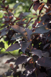  Shrubs Twin Oaks Nursery & Supply