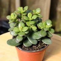 Jade Plant made by here at Twin Oaks Nursery & Supply