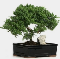 Bonsai - Assorted