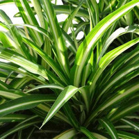  INDOORS Twin Oaks Nursery & Supply