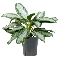 Chinese Evergreen - Assorted made by here at Twin Oaks Nursery & Supply