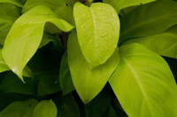 Neon Philodendron - 4 Inch