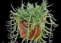 String of Fish Hooks - 6 Inch Hanging Basket