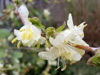 Winter Honeysuckle made by here at Twin Oaks Nursery & Supply