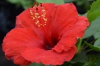 Tortuga Wind Tropical Hibiscus made by here at Twin Oaks Nursery & Supply
