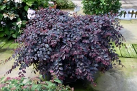 Jazz Hands Variegated Loropetalum made by here at Twin Oaks Nursery & Supply