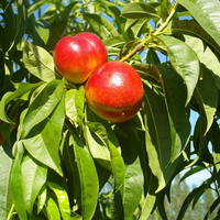 Nectarine