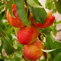 Nectarine