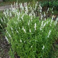 Augusta Duelberg White Salvia made by here at Twin Oaks Nursery & Supply
