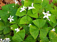  Shrubs Twin Oaks Nursery & Supply