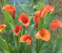  Shrubs Twin Oaks Nursery & Supply