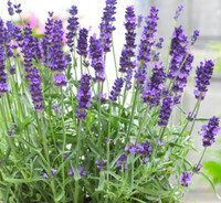 Lavender - Assorted Varieties, fresh purple lavender flowers in a garden setting.