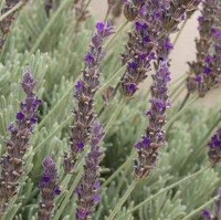 Lavender - Assorted Varieties, close-up of purple lavender flowers with green stems and leaves.