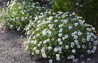 Blackfoot Daisy