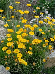 Four Nerve Daisy, a vibrant yellow flowering plant with numerous small, bright yellow blossoms and green foliage.