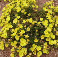 Sundrops - Calylophus, vibrant yellow flowers blooming across the plant in an outdoor garden setting.