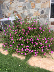Rock Rose - Pavonia