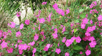 Rock Rose - Pavonia